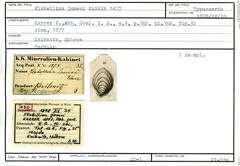 Karteikarte zum Syntyp von Flabellina jonesi Karrer, 1877